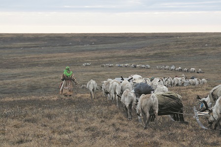 Оленеводам необходимо перегонять животных от пастбища к пастбищу; расстояние и степень интенсивности передвижения стада зависят от местности